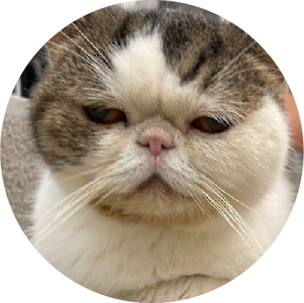 猫3