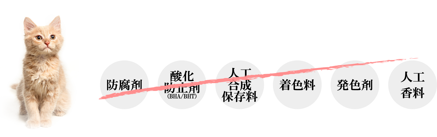 一般とサクラペットフードの比較