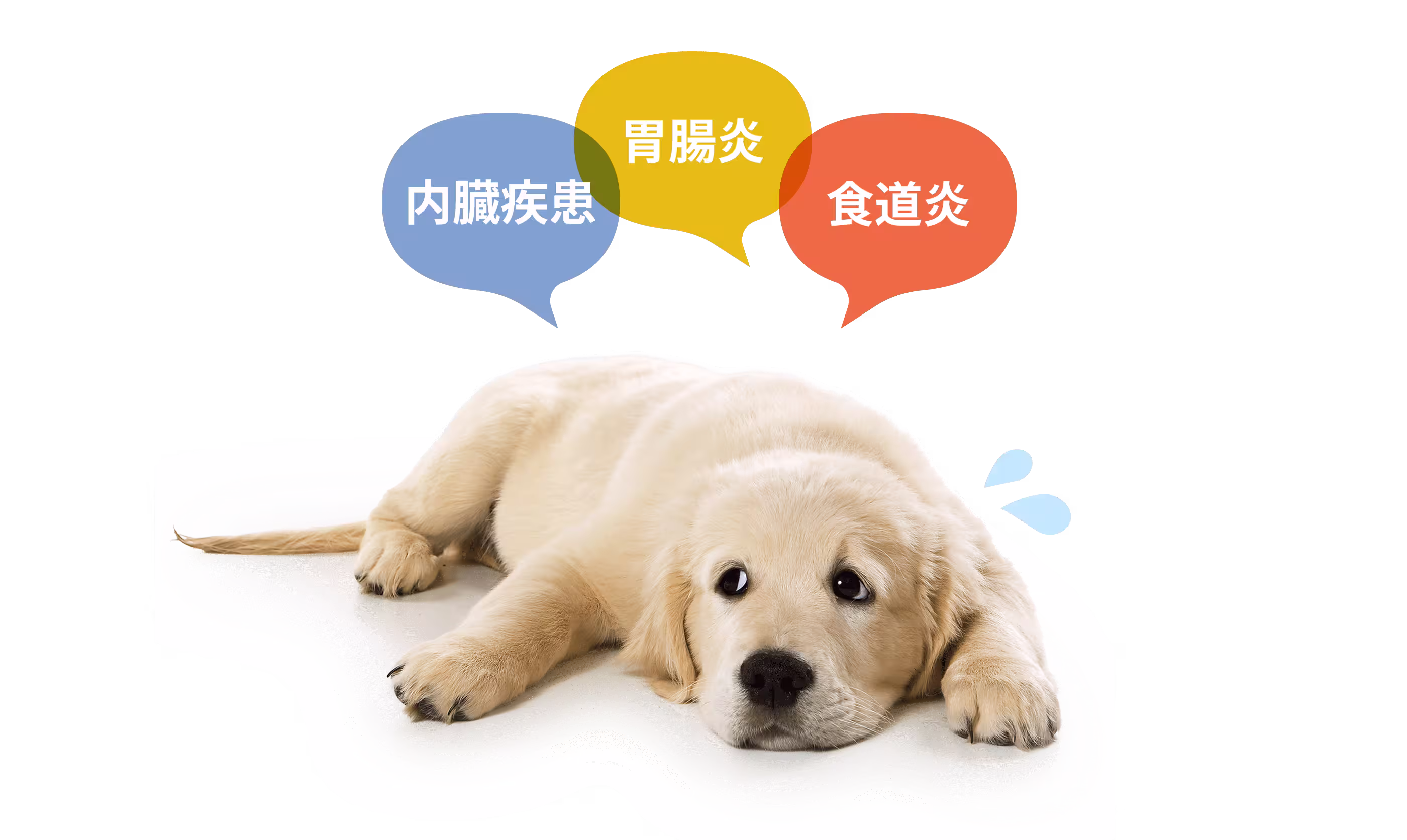内臓疾患 / 胃腸炎 / 食道炎