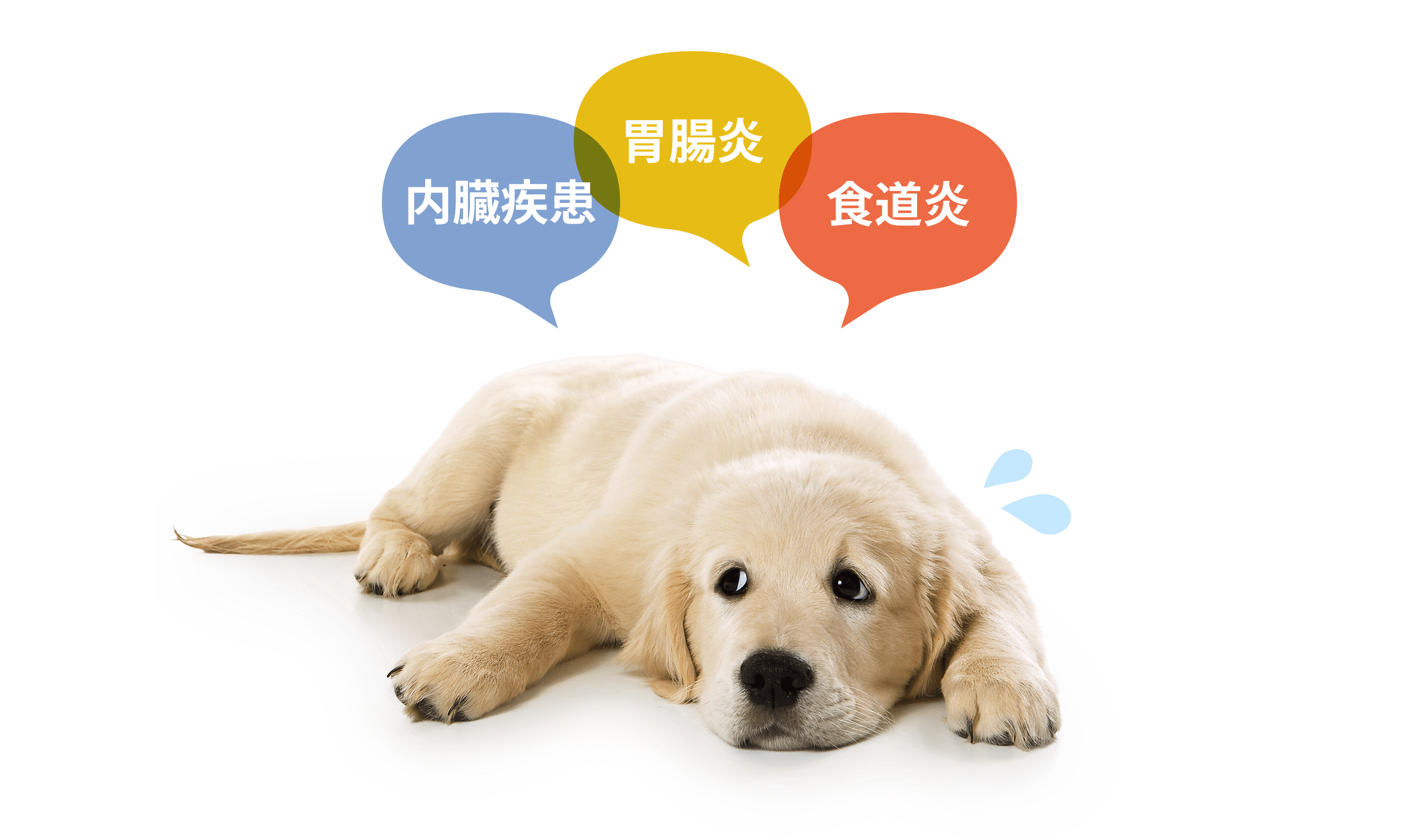 内臓疾患 / 胃腸炎 / 食道炎